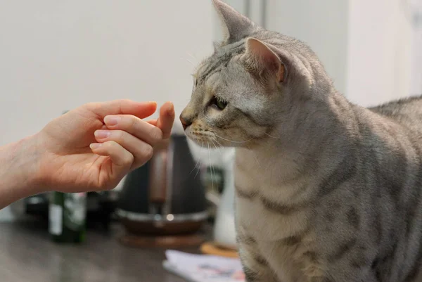 Adulto Prata manchado Bengala Gato farejadores mulheres mão sentado na mesa perto da flor. — Fotografia de Stock