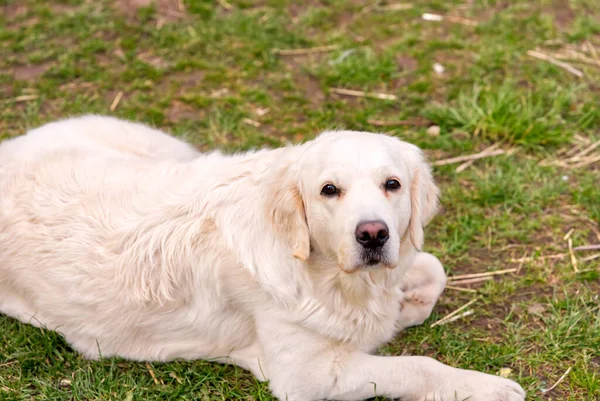 Beyaz av köpeği çimenlerde uzanıyor.