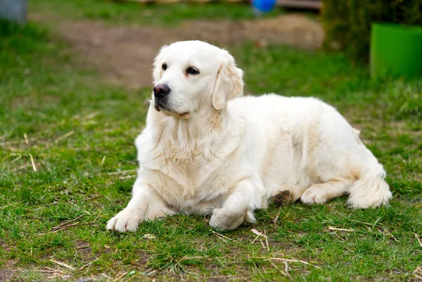 Beyaz av köpeği çimenlerde uzanıyor.