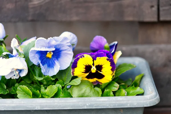 Purple, red and yellow pansy flowers in one pot with stone wall background