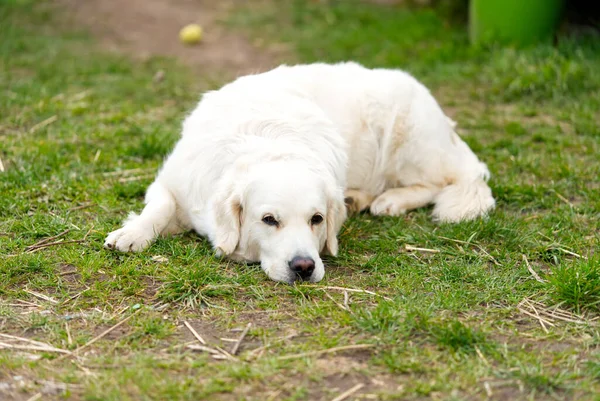 Perro recuperador blanco acostado en la hierba —  Fotos de Stock