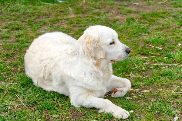 Cão retriever branco deitado na grama — Fotografia de Stock