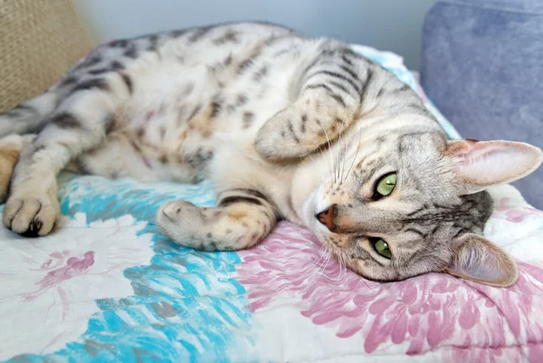 Drôle beau chat du Bengale couché dans son berceau. argent tacheté chaton photo de la réserve. — Photo