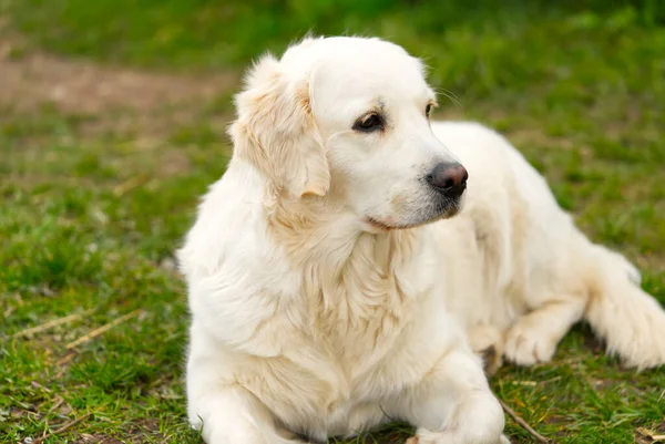 White Retriever Hund legt sich ins Gras — Stockfoto