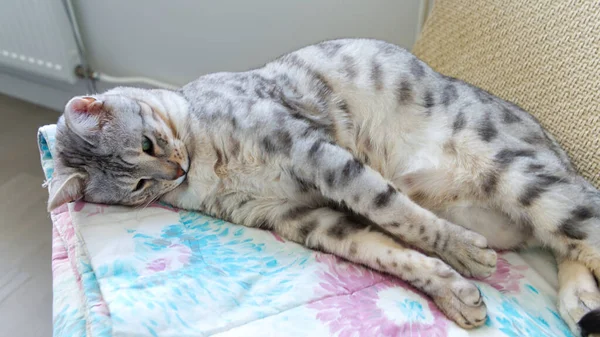 Grappig mooie Bengaalse kat liggend in zijn wieg. Zilver gevlekte kitten stock foto. — Stockfoto