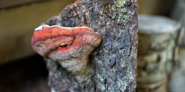 Um close-up dos cogumelos tinder fungo em uma árvore. — Fotografia de Stock