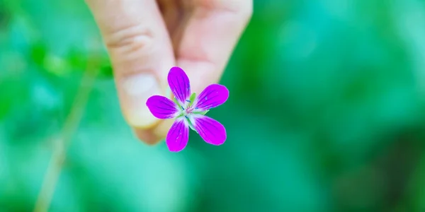 Tek bir pembe mor tüberküloz Cranesbill çiçeğini tutan kadın.