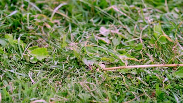 Main tenant un bâton poke sauterelle. Sauter au ralenti pour éviter le danger. — Video