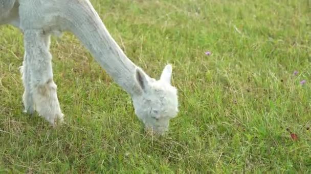 Alpaca Animal Primer plano de la cabeza divertido corte de pelo y masticar acción — Vídeos de Stock