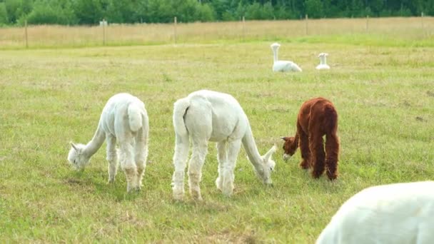 White and brown Alpaca Animal Close Up Of Funny Hair Cut And Chewing grass. — Stock Video