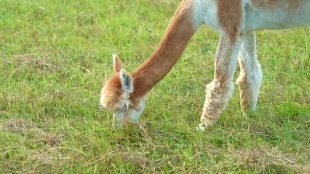 Blanco y marrón alpaca animal primer plano de divertido corte de pelo y masticar hierba. — Vídeos de Stock