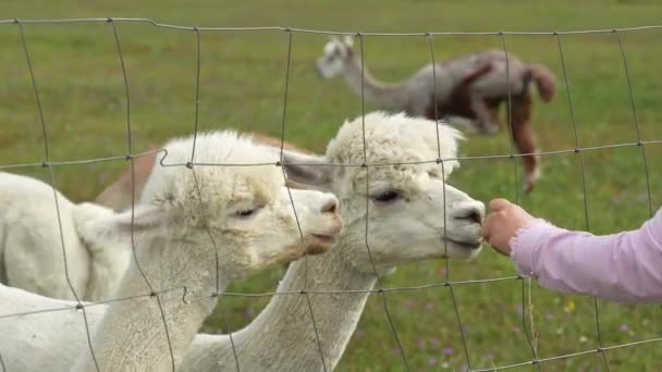 羊驼头的动物近身有趣的剪毛和咀嚼动作 — 图库视频影像