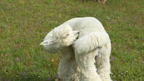 Alpaka-Tier hautnah beim Putzen — Stockvideo