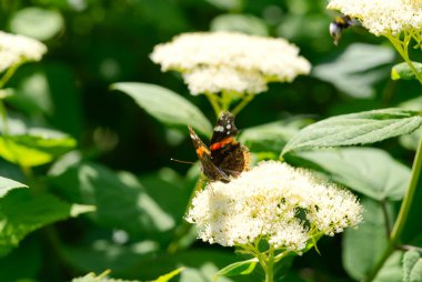 Hydrangea Ağaçevi 'ndeki Kızıl Kelebek Vanessa Atalanta Yumuşak Ortanca çiçekleri.