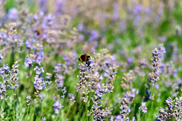 Abelhas em uma planta de lavanda, insetos polinizando — Fotografia de Stock