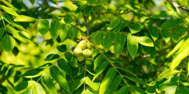 Ağaçta yetişen birkaç yeşil ceviz.
