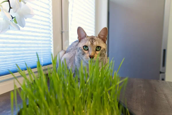 Een huiskat die achter vers gras op tafel zit. Zilveren Bengaalse gevlekte kat — Stockfoto