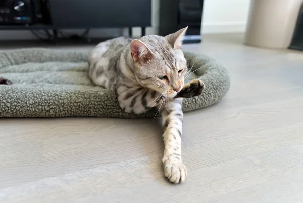 Grappig mooie Bengaalse kat liggend in zijn wieg. Zilver gevlekte kitten stock foto. — Stockfoto