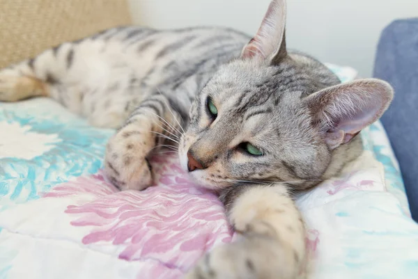 Drôle beau chat du Bengale couché dans son berceau. argent tacheté chaton photo de la réserve. — Photo