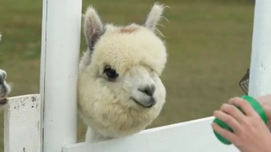 Alpaka Hayvan Kafa Kesimi Komik saç kesimi ve Çiğneme Hareketi