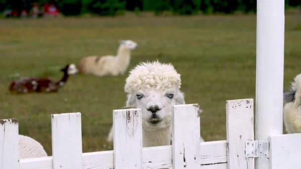 Azul ojos alpaca animal primer plano de la cabeza divertido corte de pelo y masticar acción — Vídeos de Stock