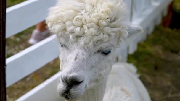 Blaue Augen Alpaka Animal Close Up Of Head Witzige Haarschnitte und Kauaktion — Stockvideo