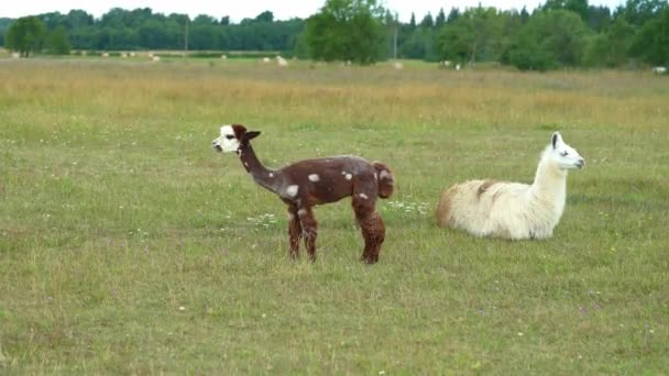 White and Brown Alpaca Animals on the fild. — Stock Video