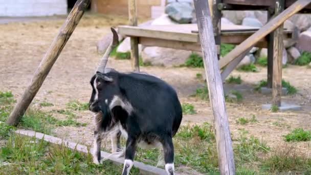 Black Goat si gratta da solo. — Video Stock