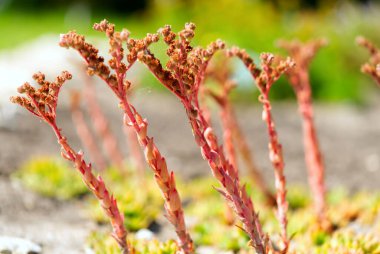 Semprevivum cantabricum Yaz Zamanı makro resmi