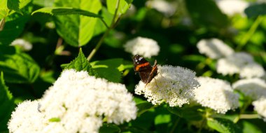 Hydrangea Ağaçevi 'ndeki Kızıl Kelebek Vanessa Atalanta Yumuşak Ortanca çiçekleri.