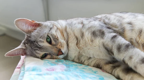 Drôle beau chat du Bengale couché dans son berceau. argent tacheté chaton photo de la réserve. — Photo