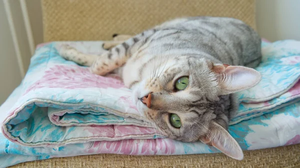 Drôle beau chat du Bengale couché dans son berceau. argent tacheté chaton photo de la réserve. — Photo