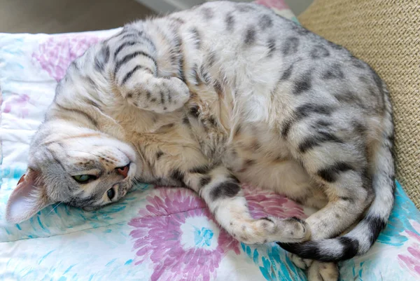 Drôle beau chat du Bengale couché dans son berceau. argent tacheté chaton photo de la réserve. — Photo