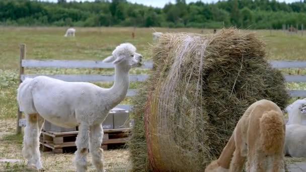 Animais de alpaca close up de palheiro e mastigação ação — Vídeo de Stock