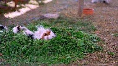 Komik beyaz ve kahverengi kobaylar taze yeşil ot yiyorlar. Evcil hayvanlar. Yakın çekim.