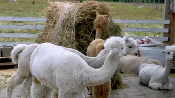 Animais de alpaca close up de palheiro e mastigação ação — Vídeo de Stock