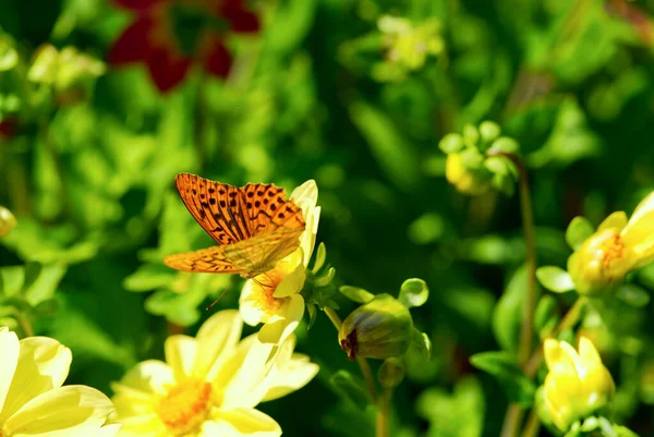 Mörkgrön Fritillary fjäril på de vackra blommorna — Stockfoto