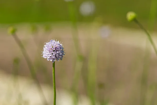 Succisella inflexa sommar tid makro bild — Stockfoto