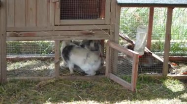 İki yerli tavşan birbirini takip ediyor. çoğaltma işlemi kapat