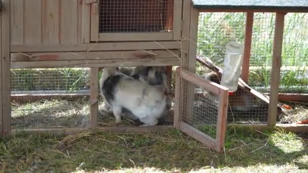 Ścigają się dwa króliki domowe. proces rozmnażania — Wideo stockowe
