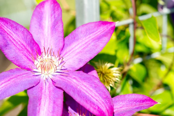Şeker Şeker Clematis pembe çiçekler.