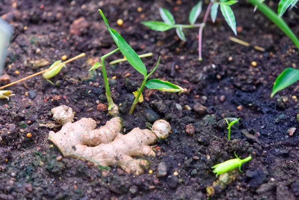 Jovem planta de gengibre crescendo no solo. — Fotografia de Stock