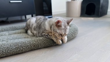 Beşiğinde yatan komik, güzel Bengal kedisi. Gümüş benekli kedi yavrusu fotoğrafı.