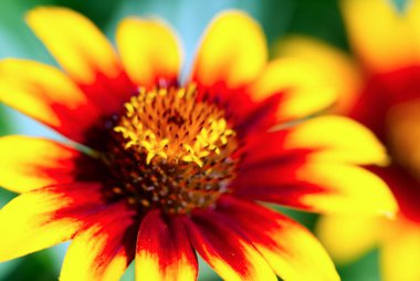 Güneşli yaz gününde Rudbeckia Hiro çiçekleri.