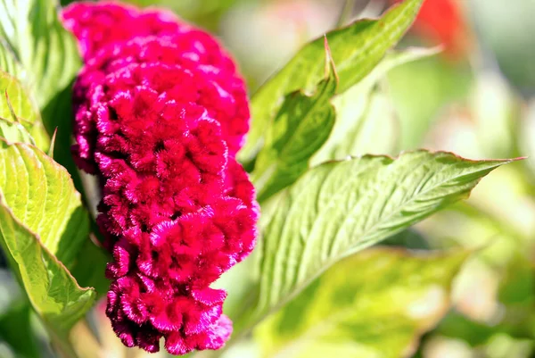 Dunkelrote Celosia cristata Blüten Gattung Celosia, Hahnenkamm Creasta Cocosului. — Stockfoto