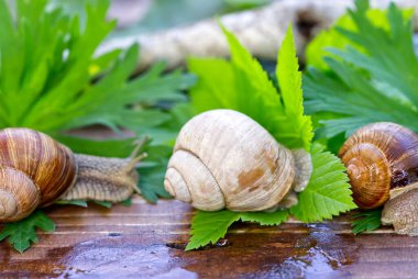 Burgonya salyangozu (