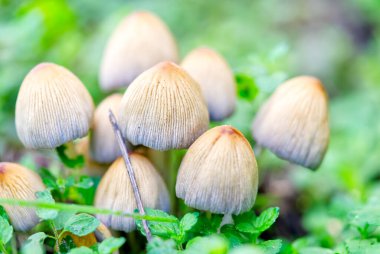 Coprinellus micaceus, Coprinus micaceus, yaygın olarak Parlayan Mürekkep, vahşi mantarlar olarak bilinir.