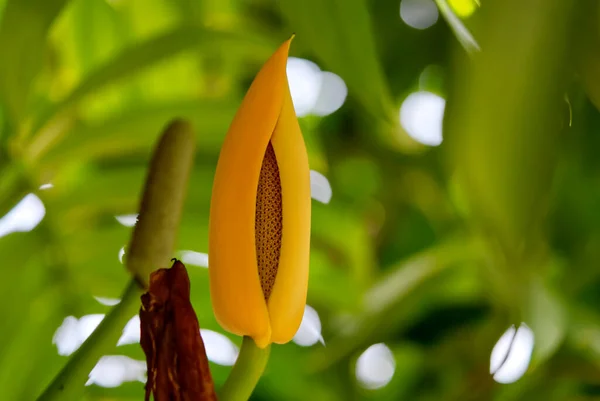 Dev Fil Kulak Çiçeği ya da Hint Tarosu. Xishuangbanna 'lı Astroidler, Araceae.