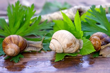 Burgonya salyangozu (