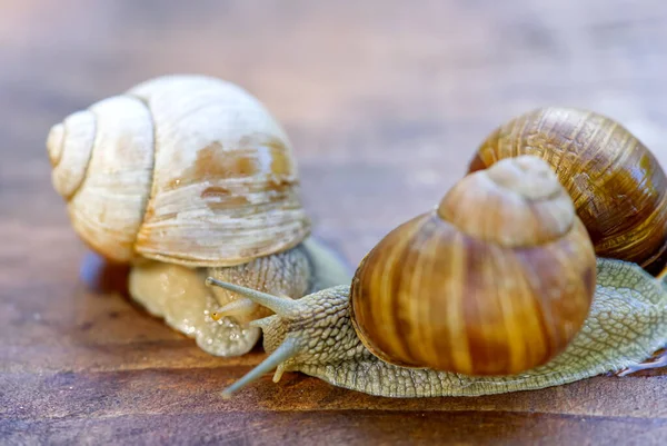 Burgonya salyangozu ("Helix pomatia"), salyangozgiller familyasından bir salyangoz türü. Burgonya salyangozu yerde süzülüyor. Yenilebilir salyangoz. Büyüyen salyangozlar. — Stok fotoğraf